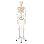 Esqueleto 3B