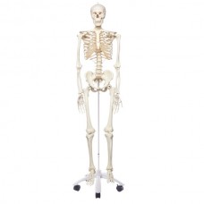 Esqueleto 3B