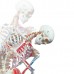 Esqueleto Profesional 3B