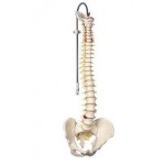 Columna vertebral con pelvis masculina