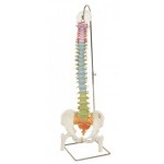 Columna vertebral flexible didáctica