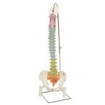 Columna vertebral flexible didáctica