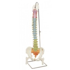 Columna vertebral flexible didáctica