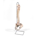 Columna vertebral con pelvis femenina