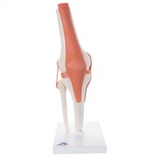 Articulación de la rodilla 3B